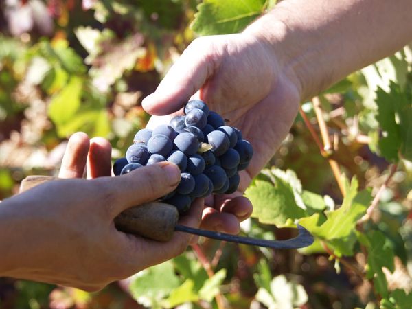 Rufete, la Joya de un Tesoro de Viñas Centenarias