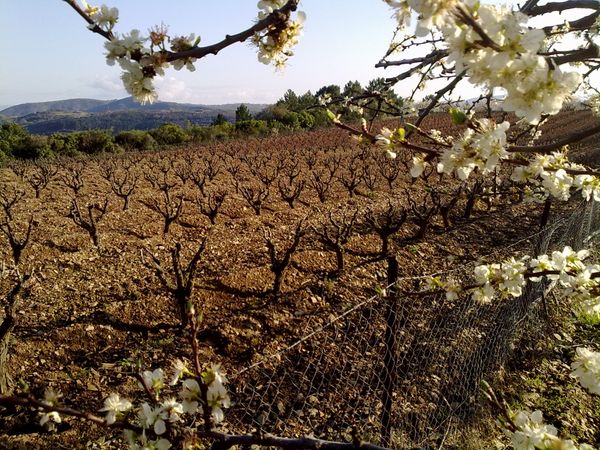 Wines of La Zorra