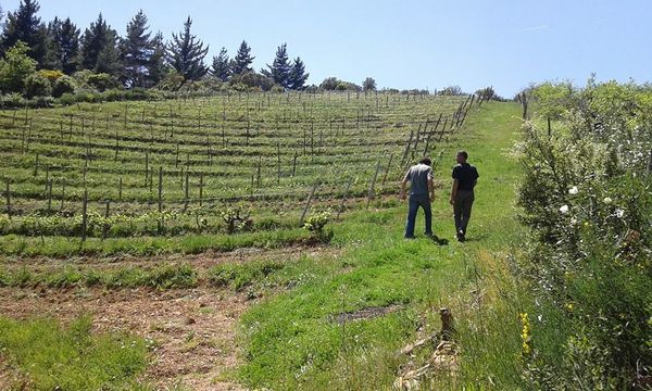 Cámbrico Winery