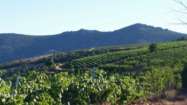 Bodega Perahigos